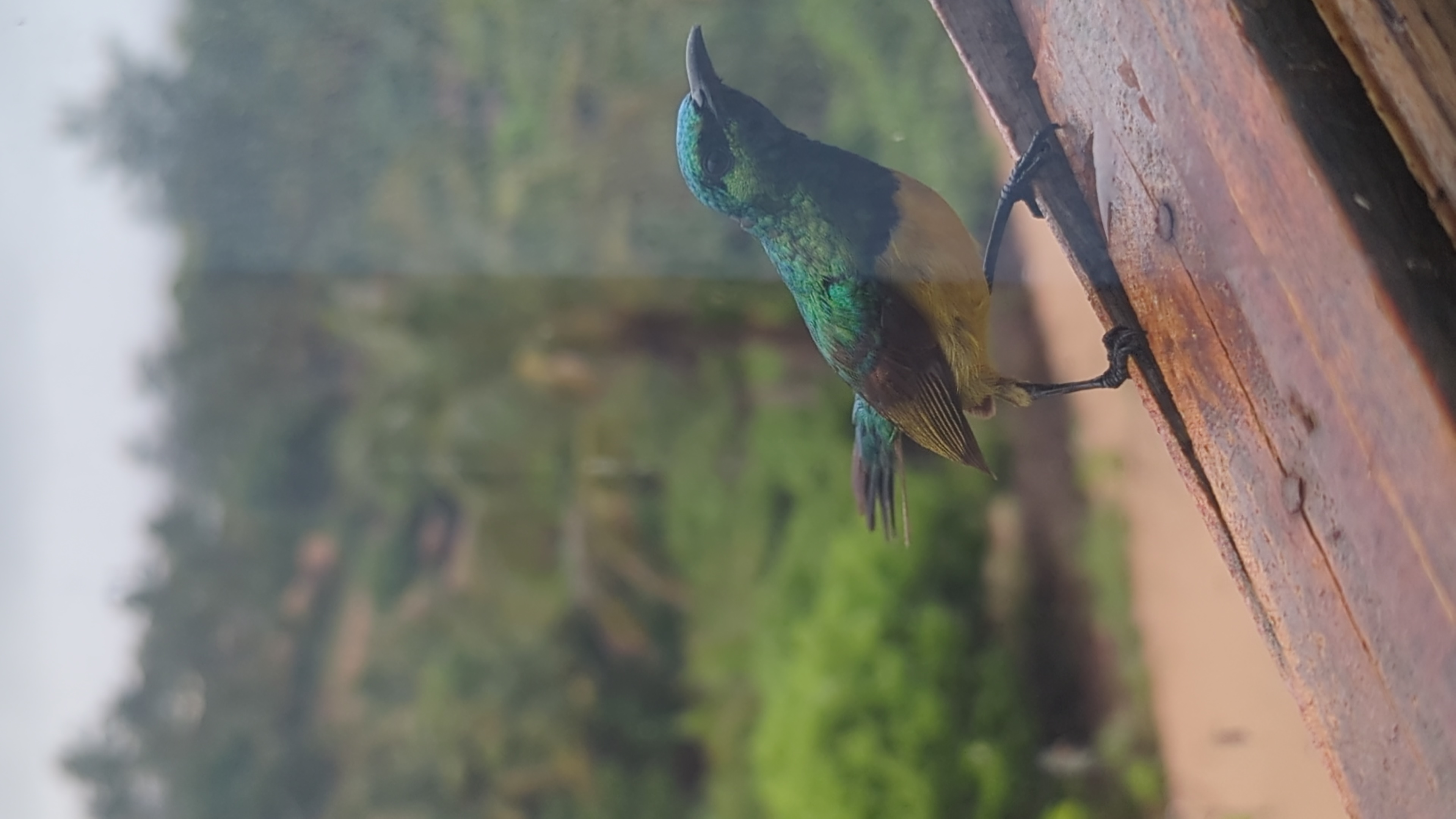 The miracle on our window